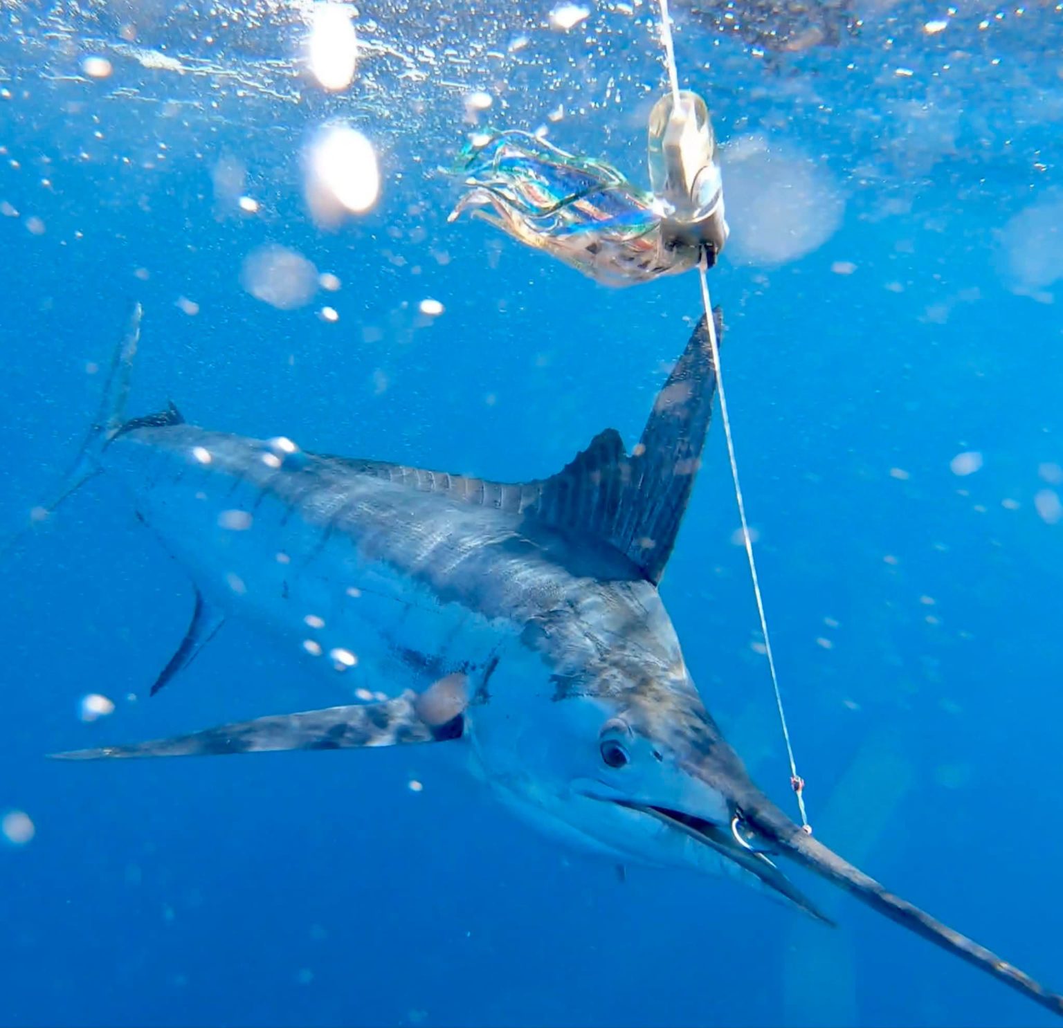 Marlin Pelagic Charters